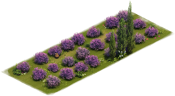 Lavendelrasen
